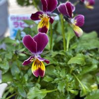 キンセンカ,ベロニカ・オックスフォードブルー,ビオラレッドラビット,GSの繋がりに感謝♡,月曜日には､ビタミンカラーの画像