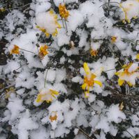 ユリ,水仙,ユリオプス デージー,２０２０年５月同期,No  more warの画像