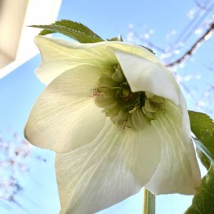 ホンコンシュスラン,ジュエルオーキッド,クリスマスローズ・シングル,小さな庭から,リビング窓辺の画像