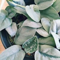 スキンダプサス トレビー,スキンダプサス トレビー,スキンダプサス・オルモストシルバー,スキンダプサス・オルモストシルバー,観葉植物の画像