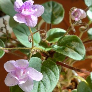 セントポーリア,セントポーリア,チランジア　ストリクタ,ミニセントポーリア,花のある暮らしの画像