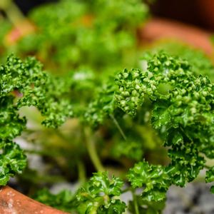パセリ,ハーブ,プランター,セリ科,強いなぁの画像