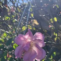 バラ,ミニバラ,散歩,季節を楽しむの画像