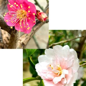 ブーゲンビリア,ビカクシダ,ナガバビカクシダ,ビルベルギア,ハナアナナスの画像