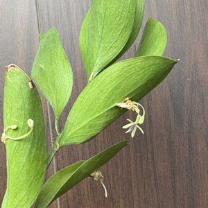 ルスカス,切り花,生花の画像