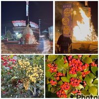 ナンテン,ナンテン,ナンテン,マサキ,マサキの画像