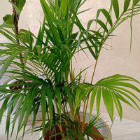 テーブルヤシの画像