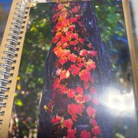 ヒューケラの画像