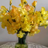 スイートピー,スイートピー,ロウバイ,蝋梅,蝋梅の画像