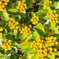 イソギク,シャクヤク,ロウバイ,芽吹きの画像