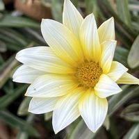 ガザニア,シバザクラ,スイセン,かわいい,癒されるの画像