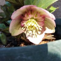 クリスマスローズ,クリスマスローズ,鉢植え,花のある暮らし,花が好きの画像