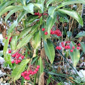 マンリョウ(万両),地植え,我が家の庭,雪景色,真っ赤な実の画像