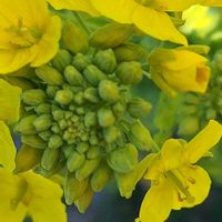 菜の花,ビタミンカラー,チーム冬のヒナタの画像