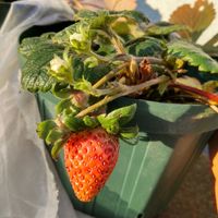イチゴ,ミッチの会の画像