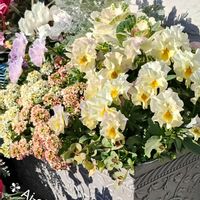 アリッサム,アリッサム,クローバー,クローバー,ネメシアの画像