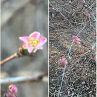 コブシ,コブシ,サンシュユ,サンシュユ,ネコヤナギの画像