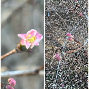 コブシ,コブシ,サンシュユ,サンシュユ,ネコヤナギの画像