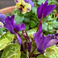 アセビ,クリスマスローズ,プリムラ　ジュリアン,八ヶ岳からの贈り物ビオラ一期一会,寄せ植えの画像