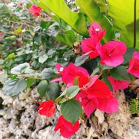 ブーゲンビリアの画像