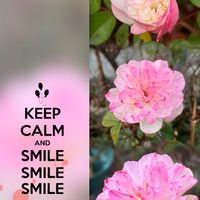 バラ,ボケ,グリーンアイス,パッションウェーブ,好きな色の画像