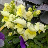 金魚草,鉢植え,お花のある暮らし,小さな庭,玄関アプローチの画像