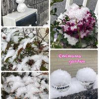 ハボタン,葉牡丹,多肉植物 寄せ植え,多肉植物いろいろ,可愛いの画像