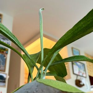  ビカクシダの画像