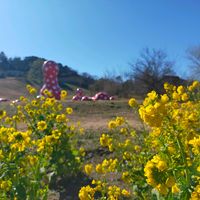 菜の花,チーマディラーパ,クルックフィールズの画像