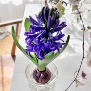 ヒヤシンス 水耕栽培の画像