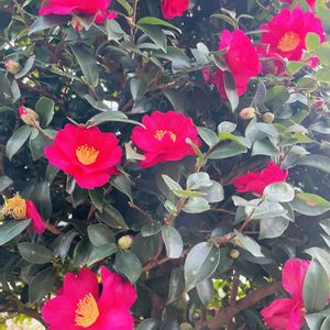 サザンカ,かわいいな♡,美しい,植中毒,GREEN UP!の画像