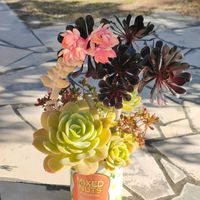 黒法師,乙女心,虹の玉,多肉植物の寄植え,紅稚児の画像