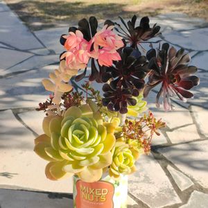 黒法師,乙女心,虹の玉,多肉植物の寄植え,紅稚児の画像