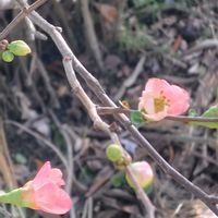 ボケ,カンボケ(寒木瓜),散歩コース,GSに感謝。,植物観察の画像