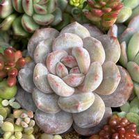多肉植物,多肉寄せ植え,癒し,かわいい多肉,紅葉多肉の画像