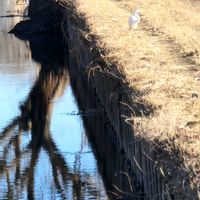 パンパスグラスの画像