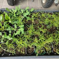 ブラキカム,花のある暮らし,たねからの幸せの画像