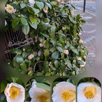 キンセンカ,ツバキ,パンジー,パンジー,大輪♡の画像