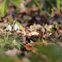 スノードロップ,半田山植物園,canon,花撮り人,お出かけ先の画像
