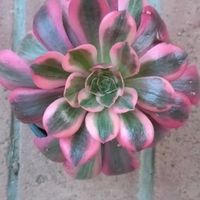 アエオニウム　ピンクウィッチ,アエオニウム ピンクウィッチ,多肉植物,多肉大好き,多肉初心者の画像