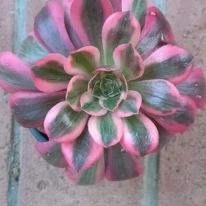 アエオニウム　ピンクウィッチ,アエオニウム ピンクウィッチ,多肉植物,多肉大好き,多肉初心者の画像