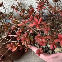 熊童子,紅稚児,十二の巻,マサイの矢尻,九輪塔の画像