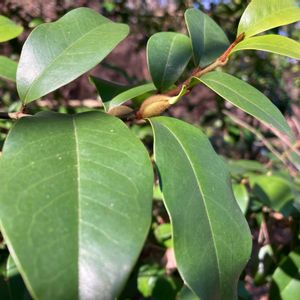 カラタネオガタマの画像