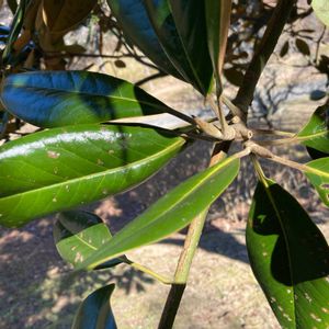 タイサンボクの画像