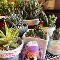 ヘデラ,十二の爪,十二の巻,松の雪,グリーンウッディの画像