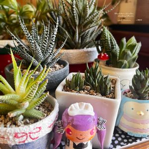 ヘデラ,十二の爪,十二の巻,松の雪,グリーンウッディの画像