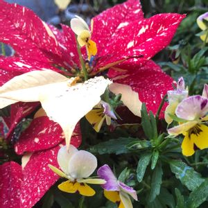 寄せ植え,ありがとう❤️,キュンキュン乙女倶楽部,世界平和,青い花マニアの画像