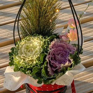 リトルミッシー,オウンスロー,エケベリア アンスノー,寄せ植え,購入記録の画像