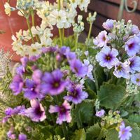 サクラソウ,プリムラ マラコイデス,プリムラ マラコイデス,ウィンティー,ウィンティーの画像