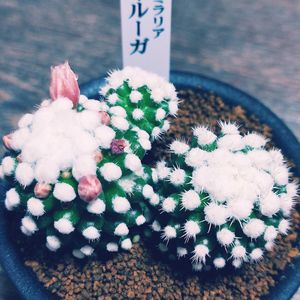 サボテン,多肉,多肉女子,多肉好き,マミラリアオルーガの画像